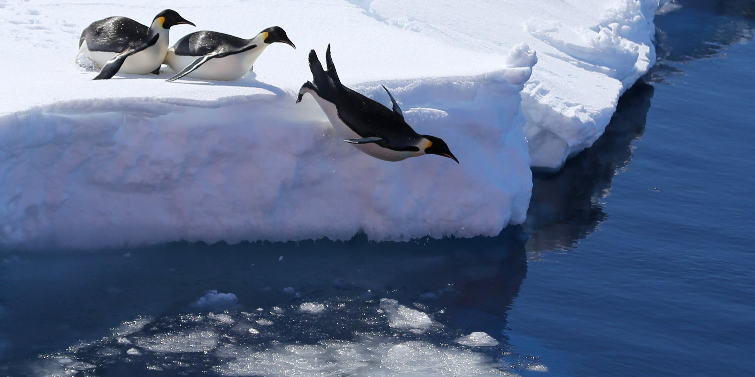 Ein Pinguin springt von einer Eisscholle aus ins Wasser, während dahinter ein paar Pinguine herumstehen und warten.