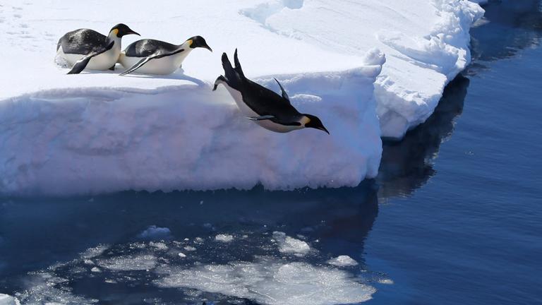 Ein Pinguin springt von einer Eisscholle aus ins Wasser, während dahinter ein paar Pinguine herumstehen und warten.