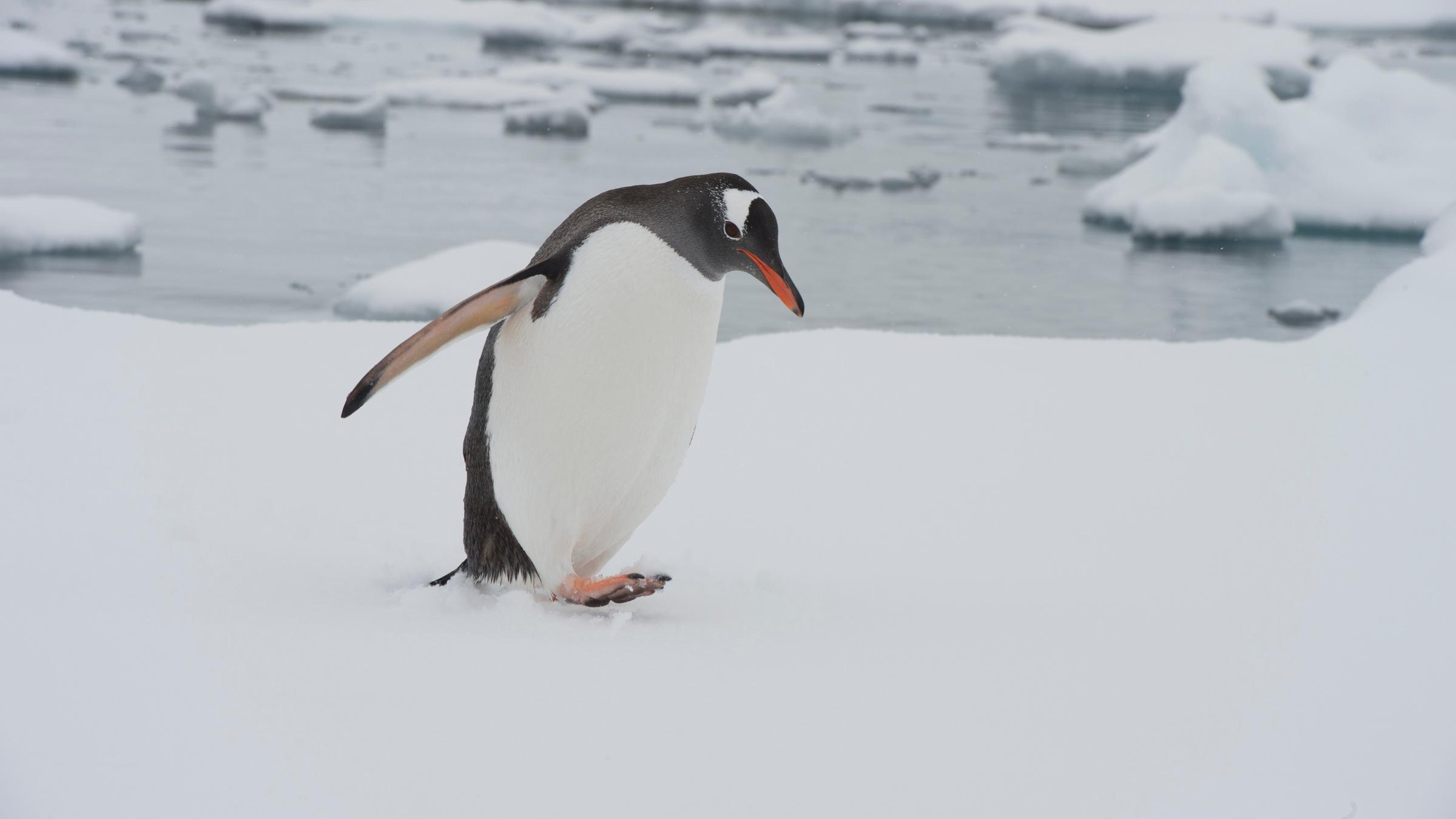 Ein Pinguin geht auf dem Eis spazieren.