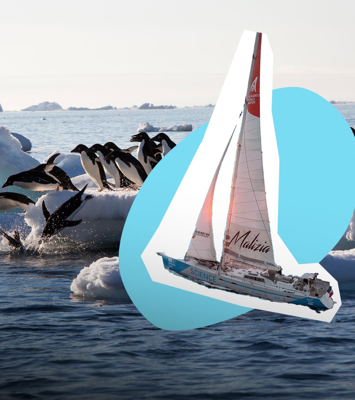 Adeliepinguine springen ins Wasser; Segelschiff