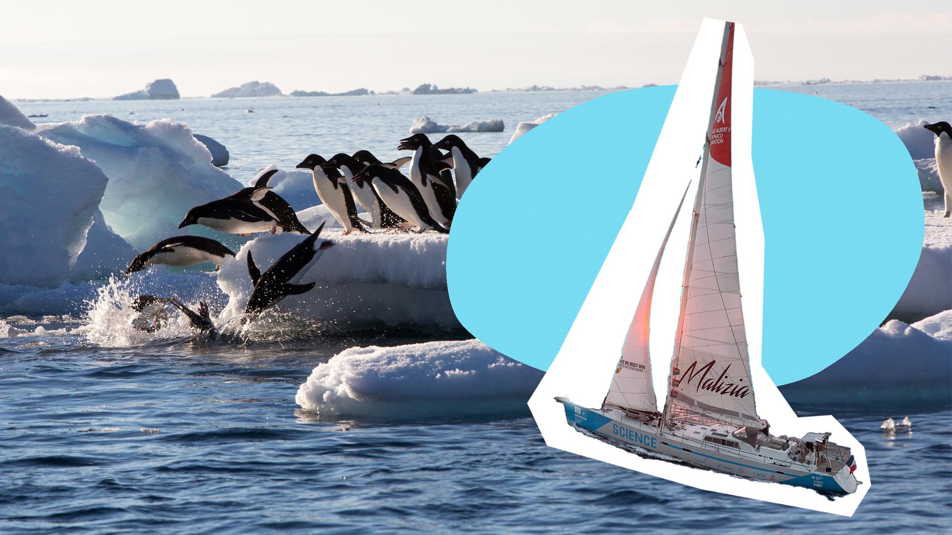 Adeliepinguine springen ins Wasser; Segelschiff