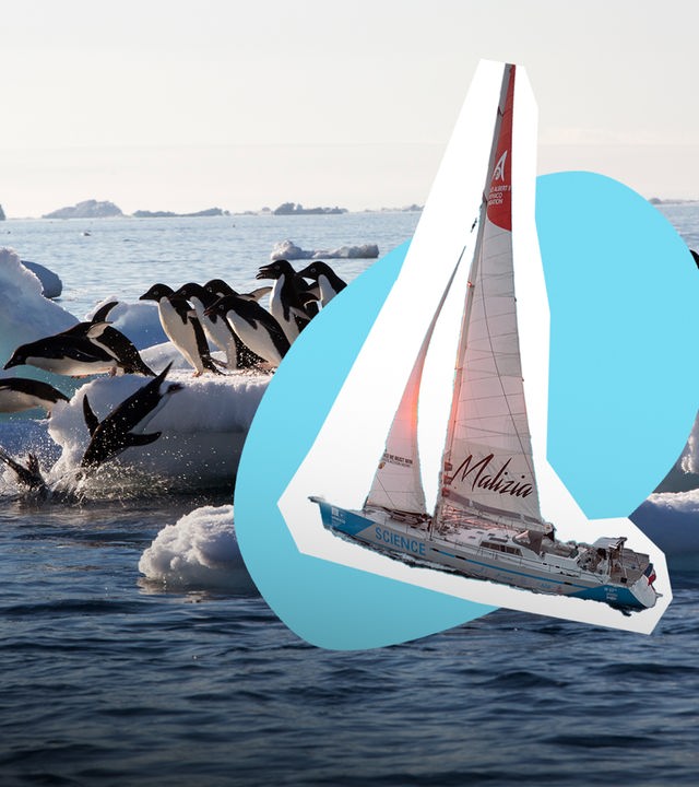 Adeliepinguine springen ins Wasser; Segelschiff