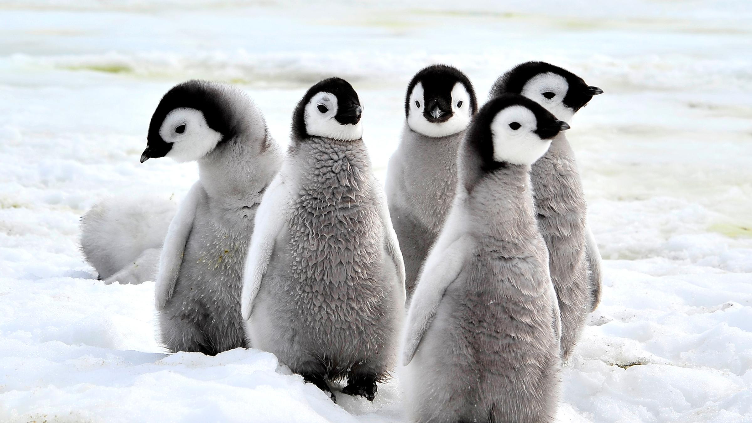 Mehrere kleine Baby-Pinguine stehen auf dem Eis beieinander und eumeln herum.