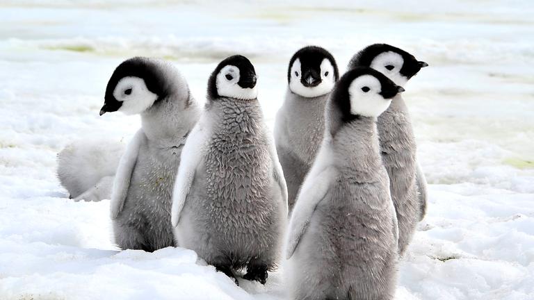 Mehrere kleine Baby-Pinguine stehen auf dem Eis beieinander und eumeln herum.