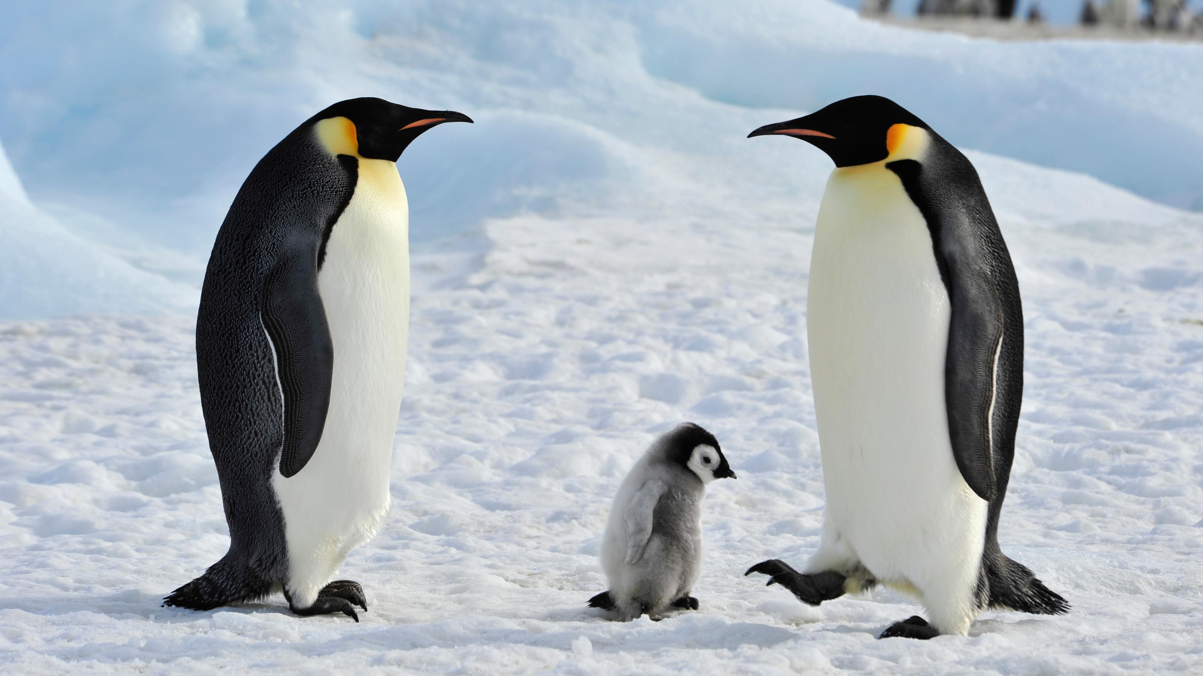 ‎Ein Kaiserpinguin-Paar stehtsich gegeüber und schaut sich an, während ein ser kleines, sehr niedliches Pinguin-Baby zwischen ihnen herumstolpert.