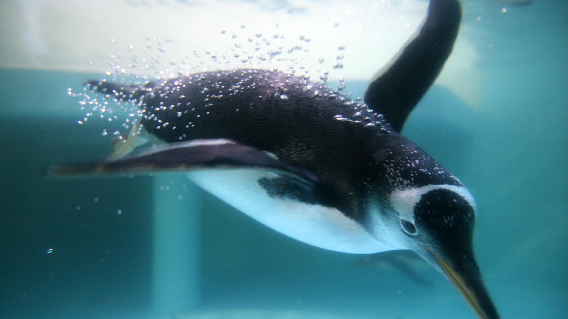 Ein Pinguin taucht in sehr blaues Wasser.