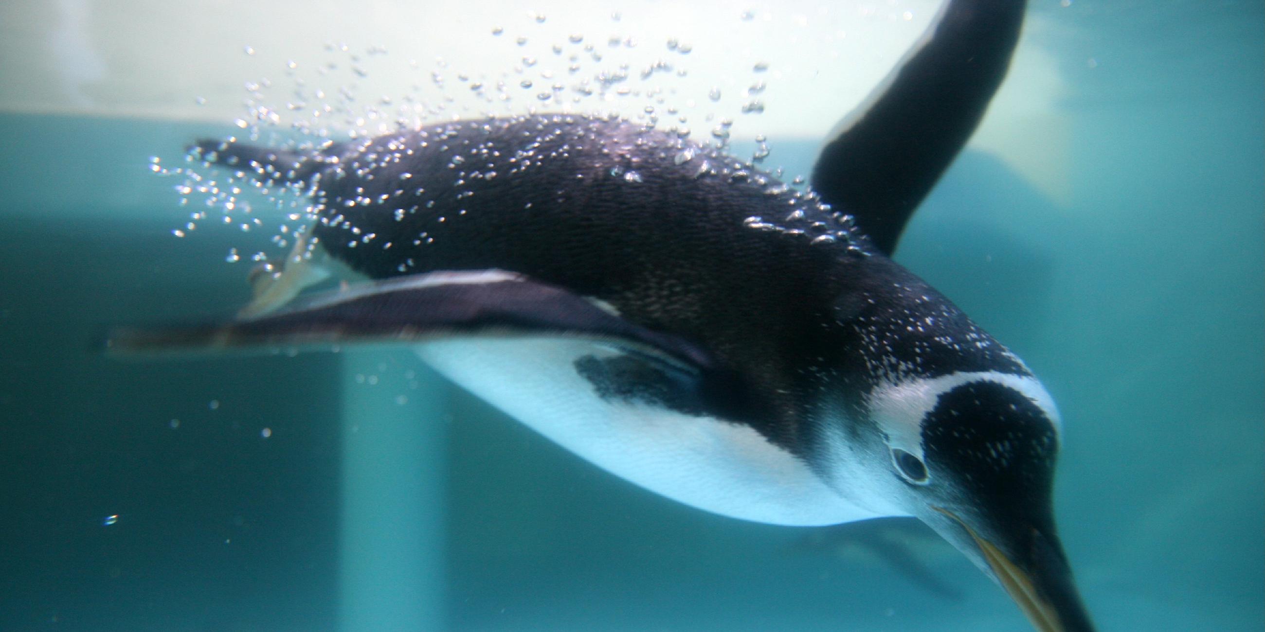 Ein Pinguin taucht in sehr blaues Wasser.