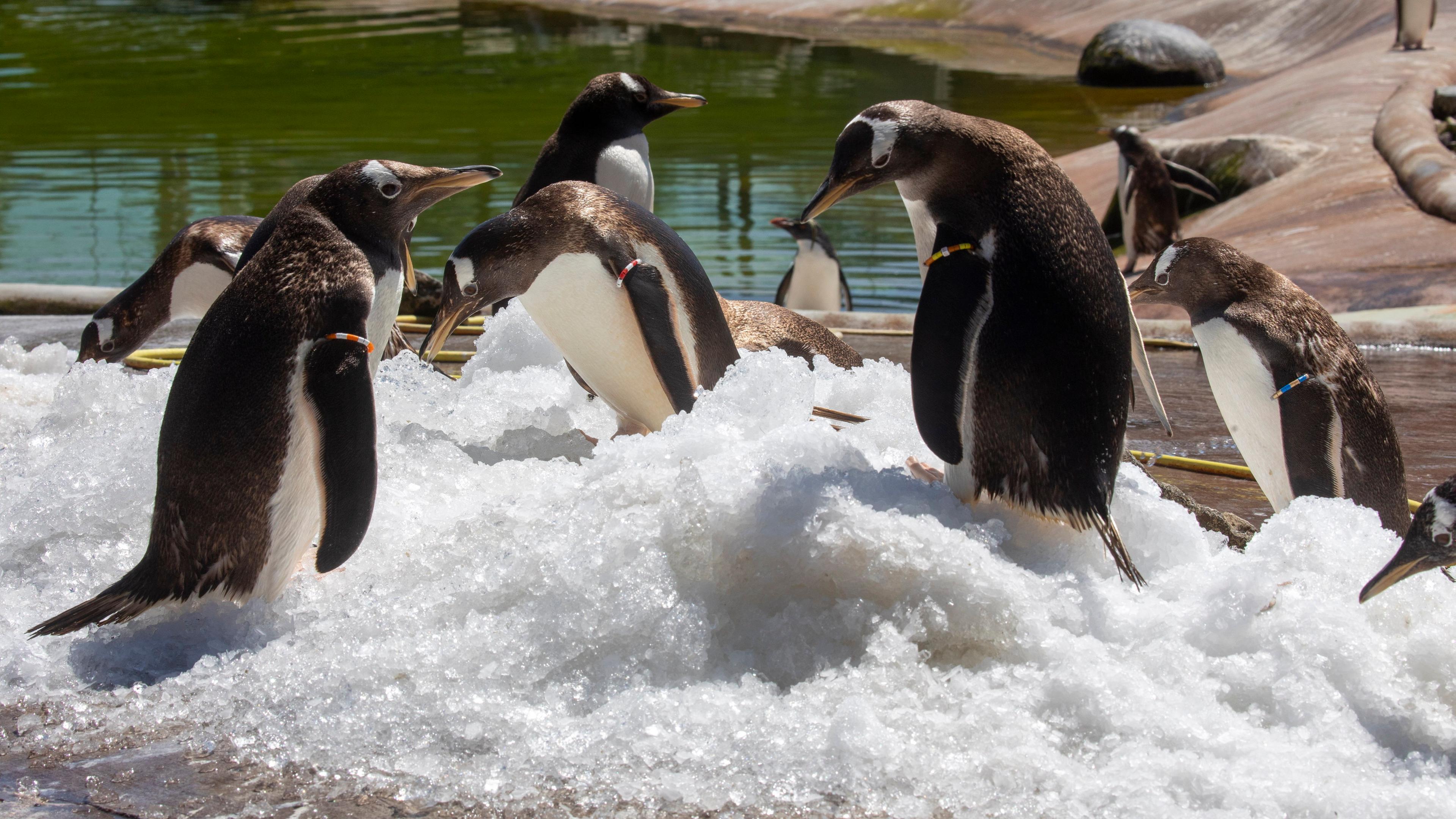  Penguins at Edinburgh Zoo are treated to mounds of ice by keepers, to help them cool down in the hot weather as temperatures rise to over 25'c starting a weekend of heatwave. 