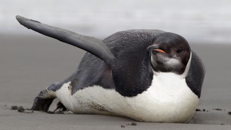 Ein Pinguin liegt dick am Strand und steckt einen Flügel raus.