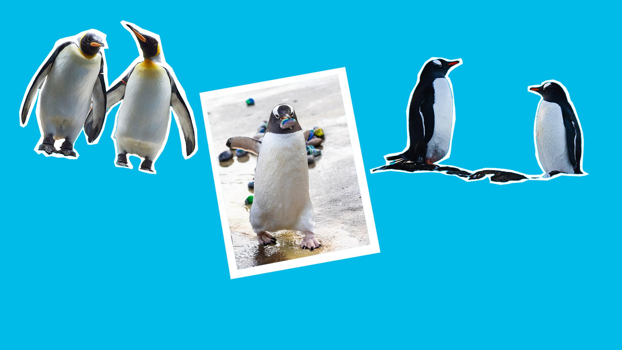 Pinguine