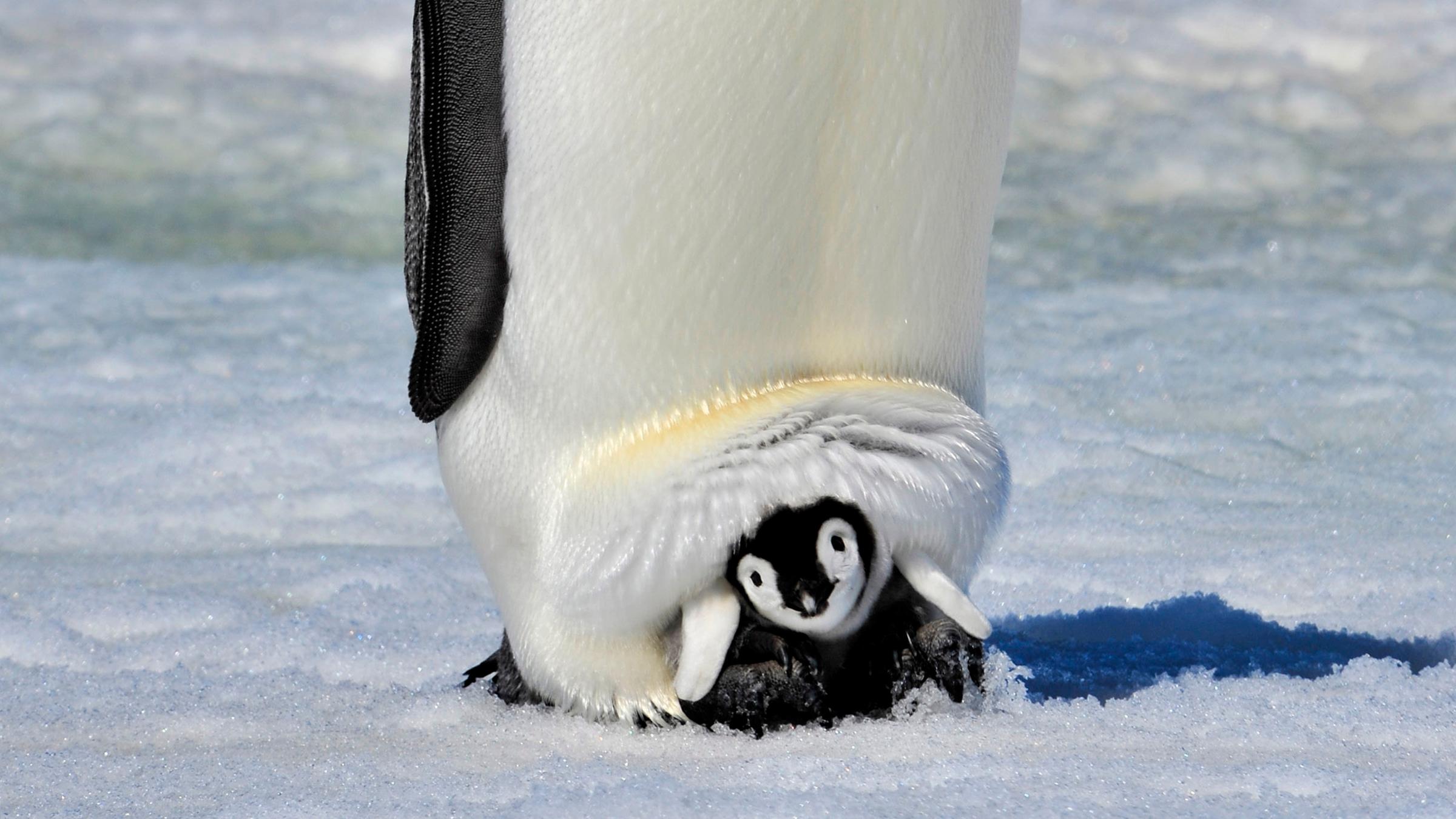 Ein kleines Kaiserpinguin-Baby lugt aus der Hautfalte seines Papas hervor.