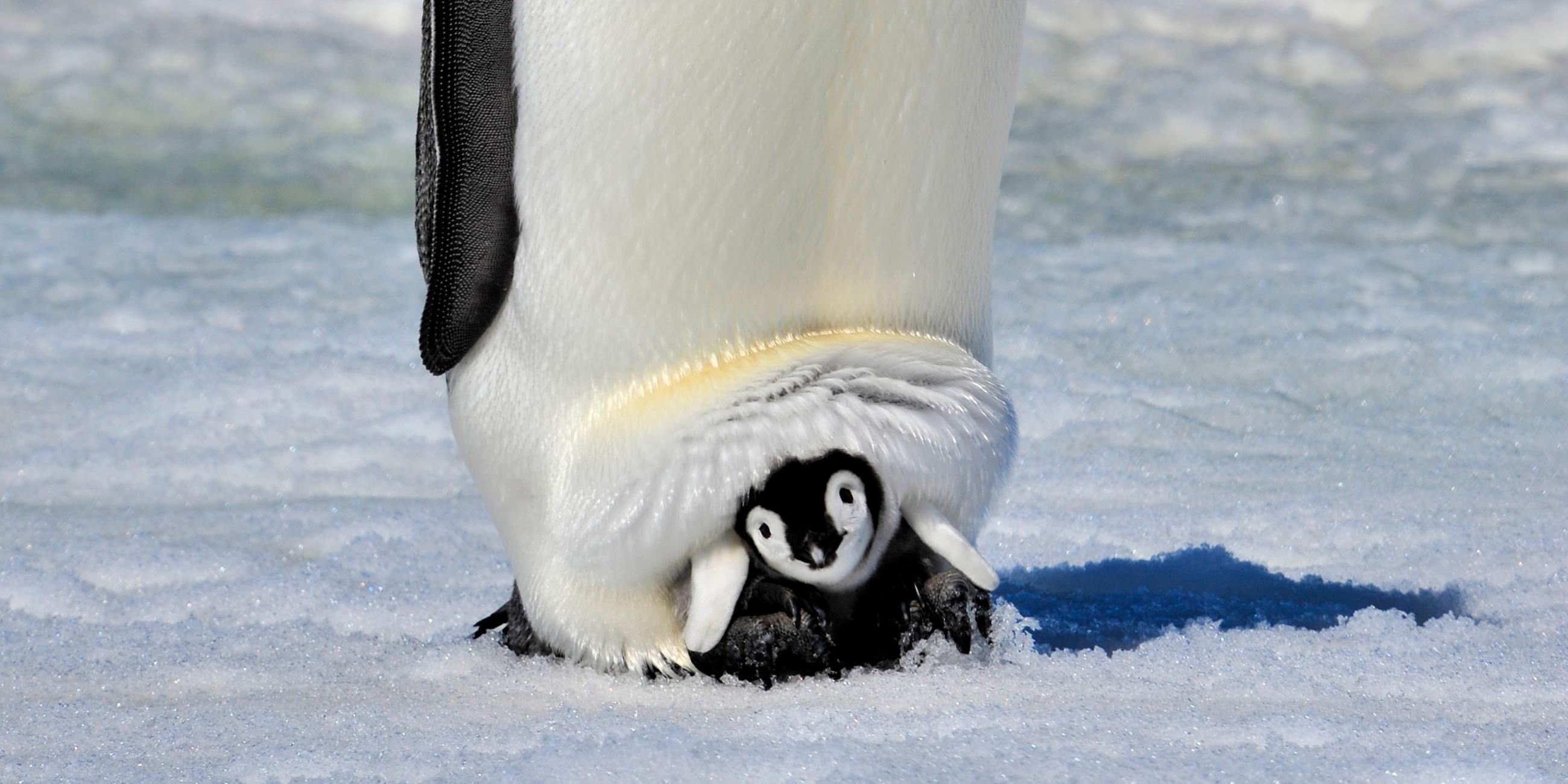 Ein kleines Kaiserpinguin-Baby lugt aus der Hautfalte seines Papas hervor.