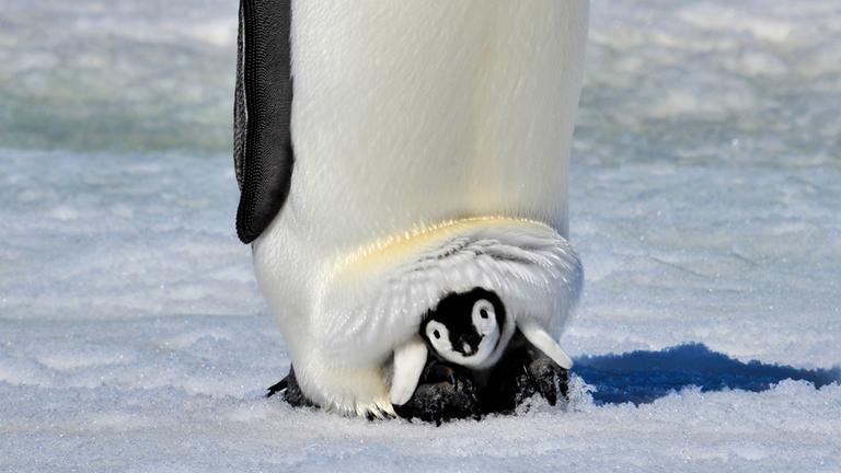 Ein kleines Kaiserpinguin-Baby lugt aus der Hautfalte seines Papas hervor.