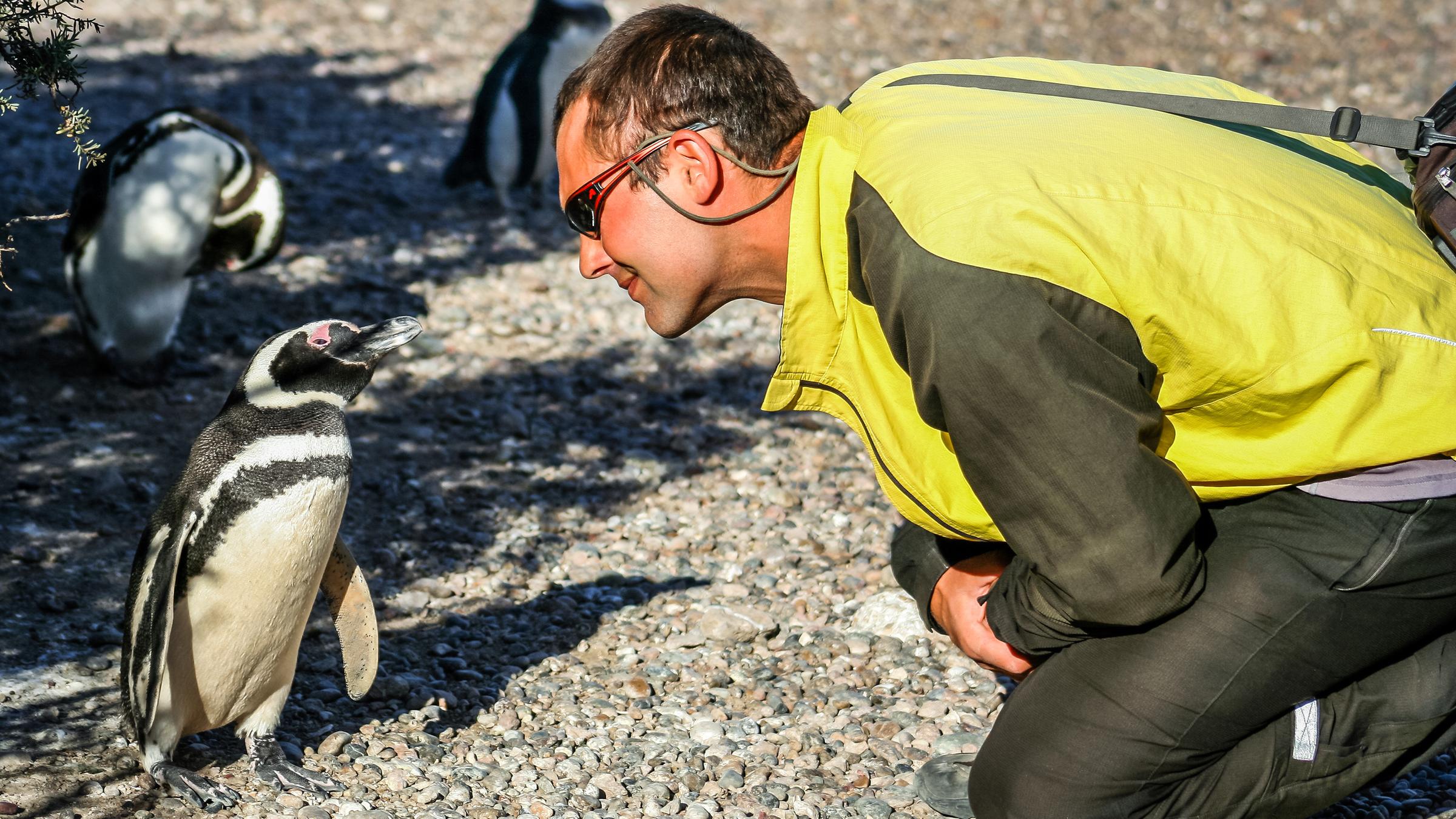 Ein Man beugt sich zu einem kleinen Pinguin am Strand herunter, der ihm sehr nahe kommt und si mit ihm zu unterhalte scheint.