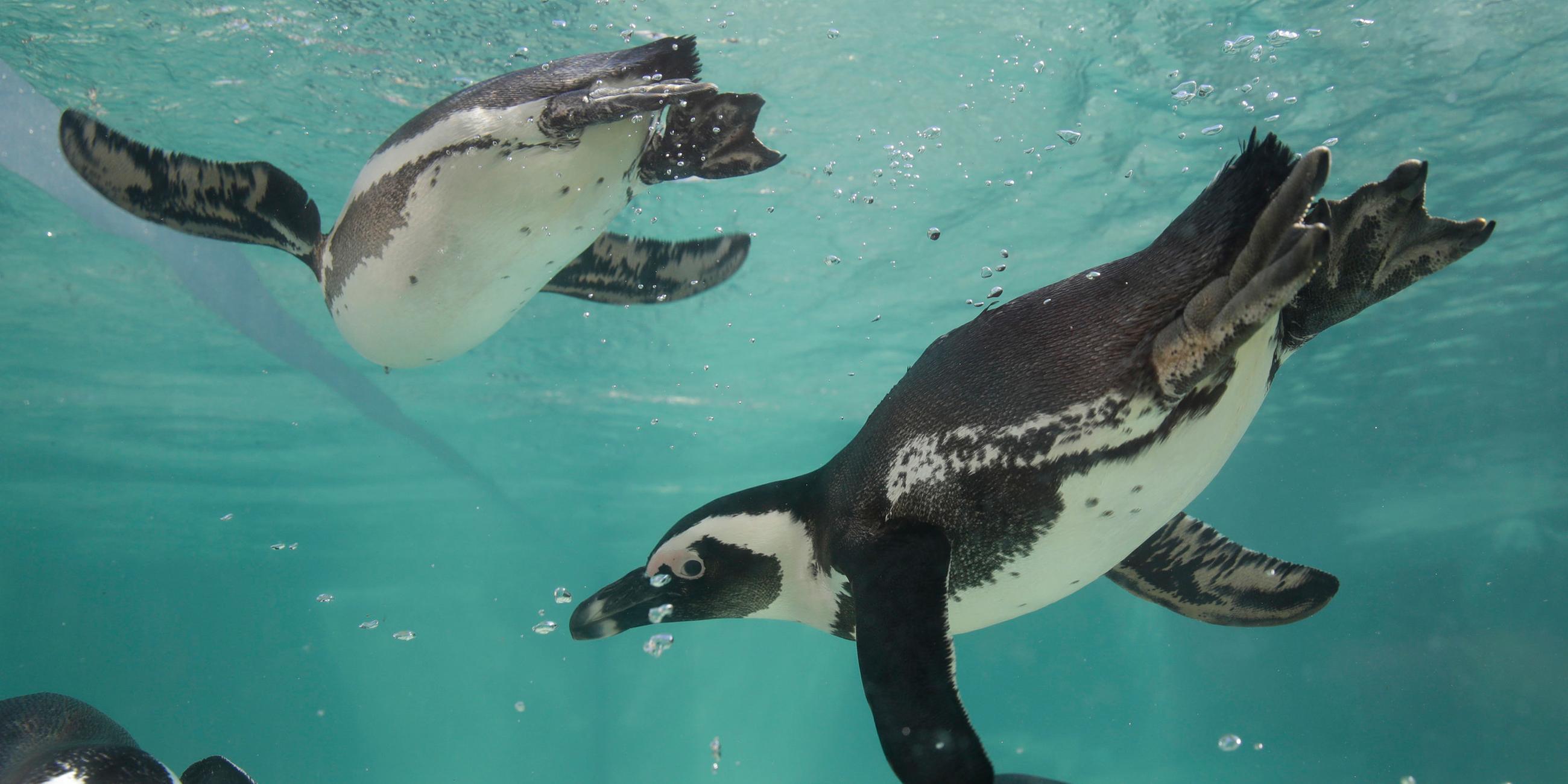 Mehrere Pinguine tauchen umher.