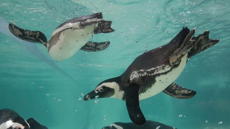 Mehrere Pinguine tauchen umher.