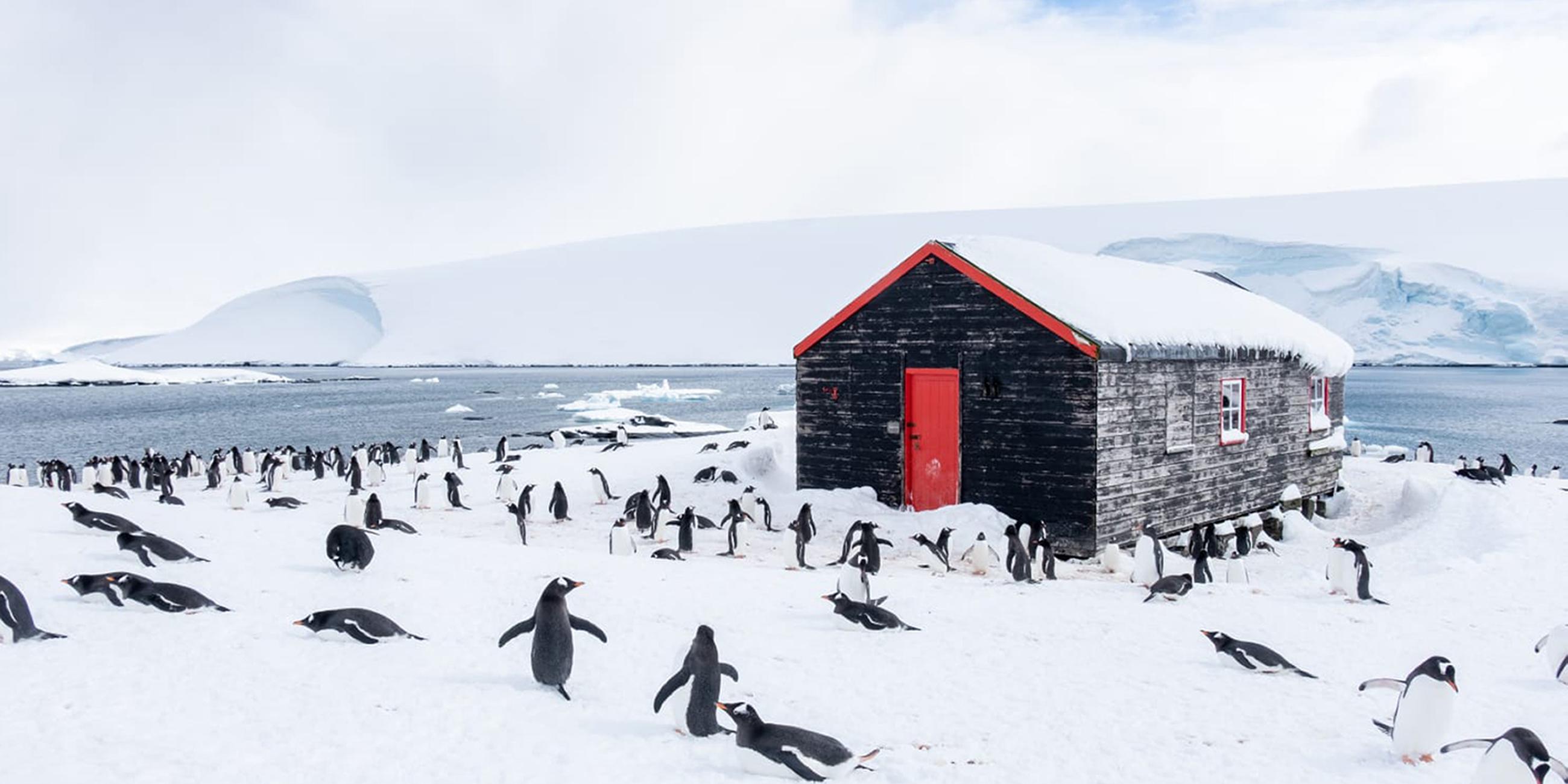 Pinguinschar auf Eisinsel vor Holzhütte