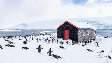 Pinguinschar auf Eisinsel vor Holzhütte