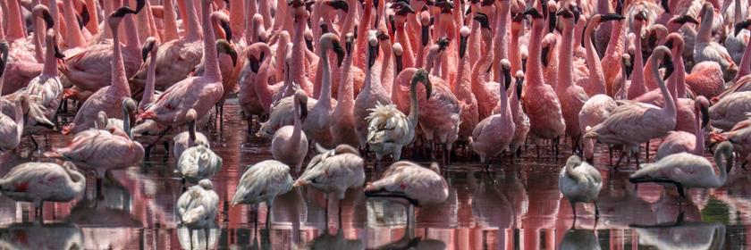 Eine Schar Flamingos steht in einem Gewässer und sucht nach Futter. 