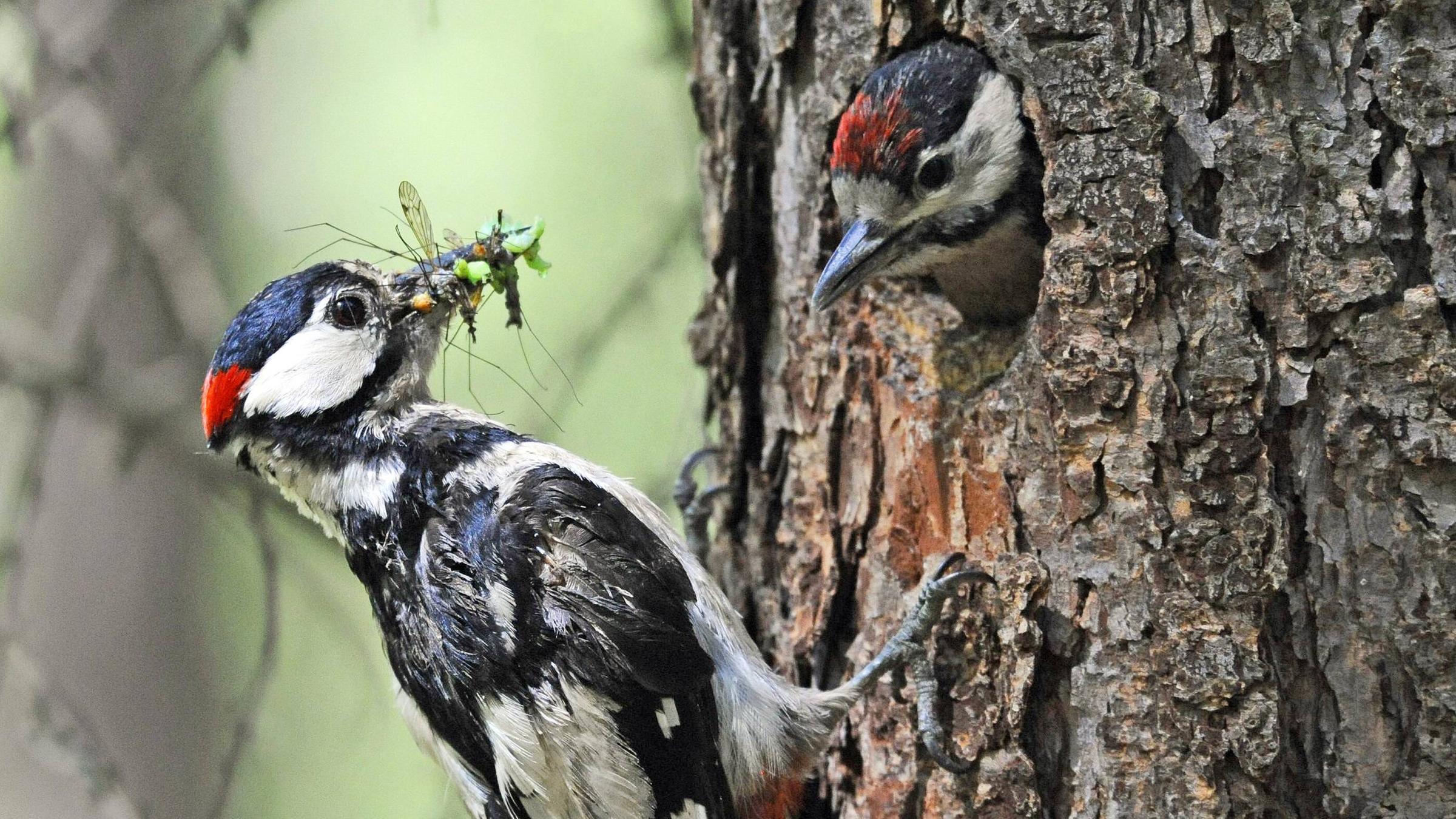 Buntspecht (Dendrocopos major)