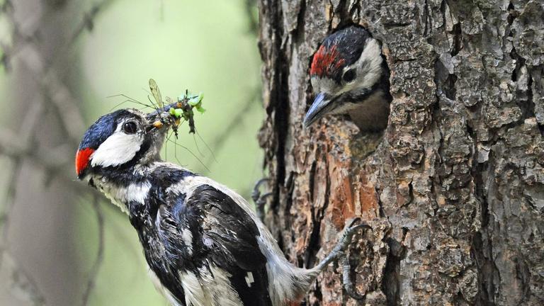 Buntspecht (Dendrocopos major)