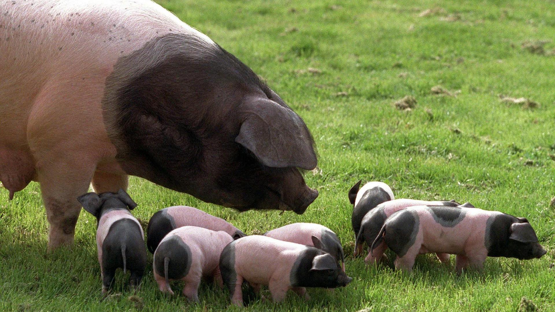 Schwäbisch-Hällisches Schwein
