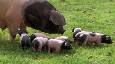 Schwäbisch-Hällisches Schwein