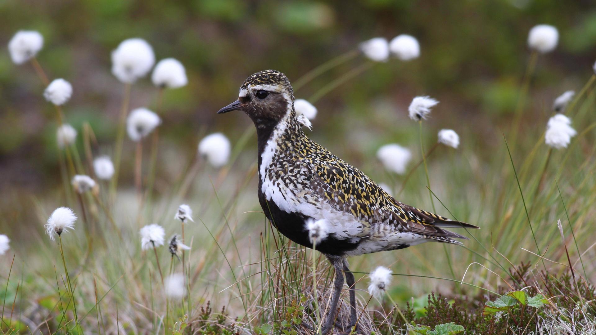 Goldregenpfeifer (Pluvialis apricaria)