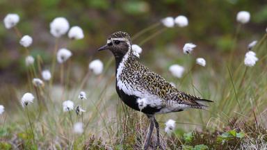 Goldregenpfeifer (Pluvialis apricaria)