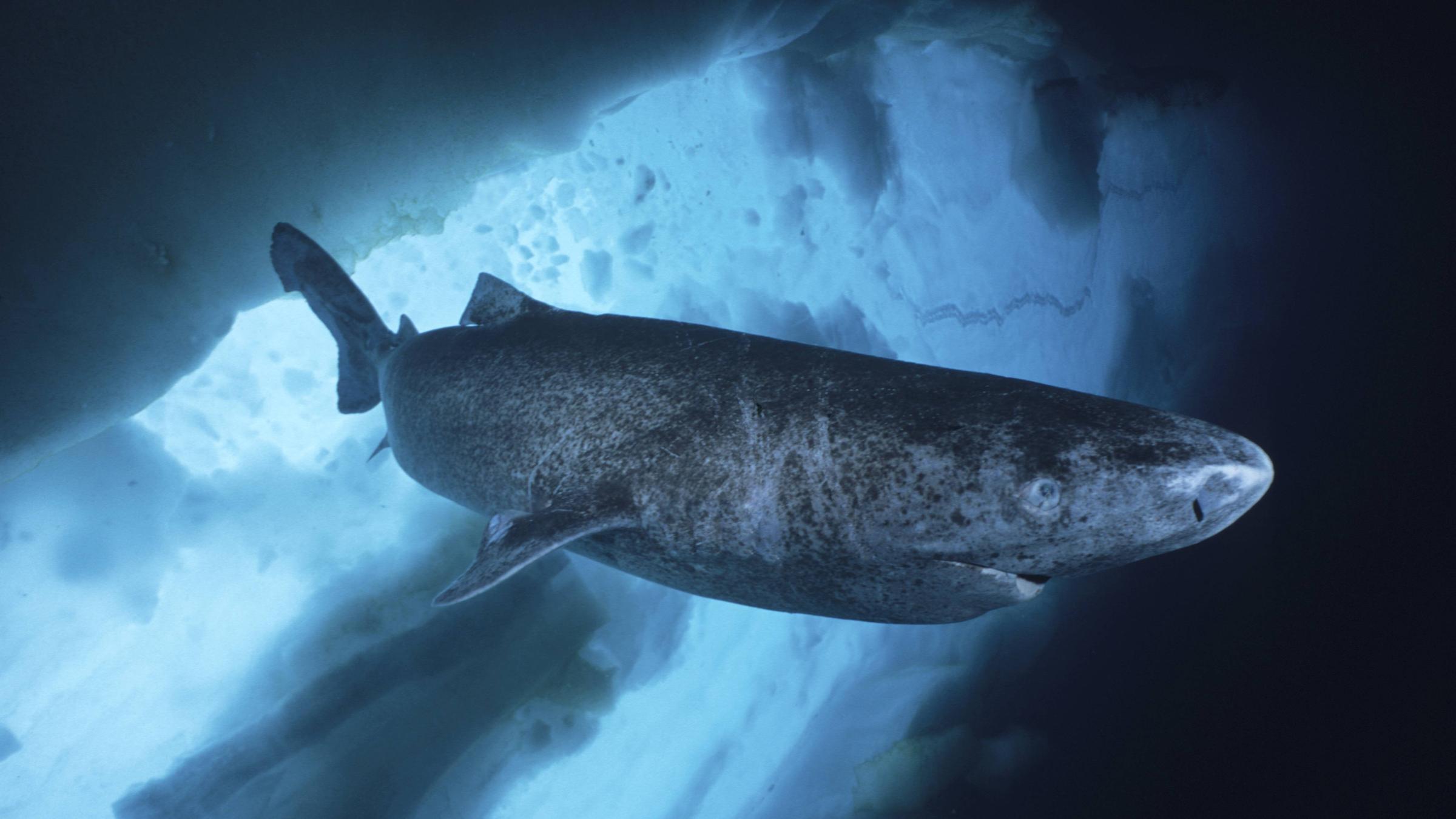 Grönlandhai (Somniosus microcephalus) 
