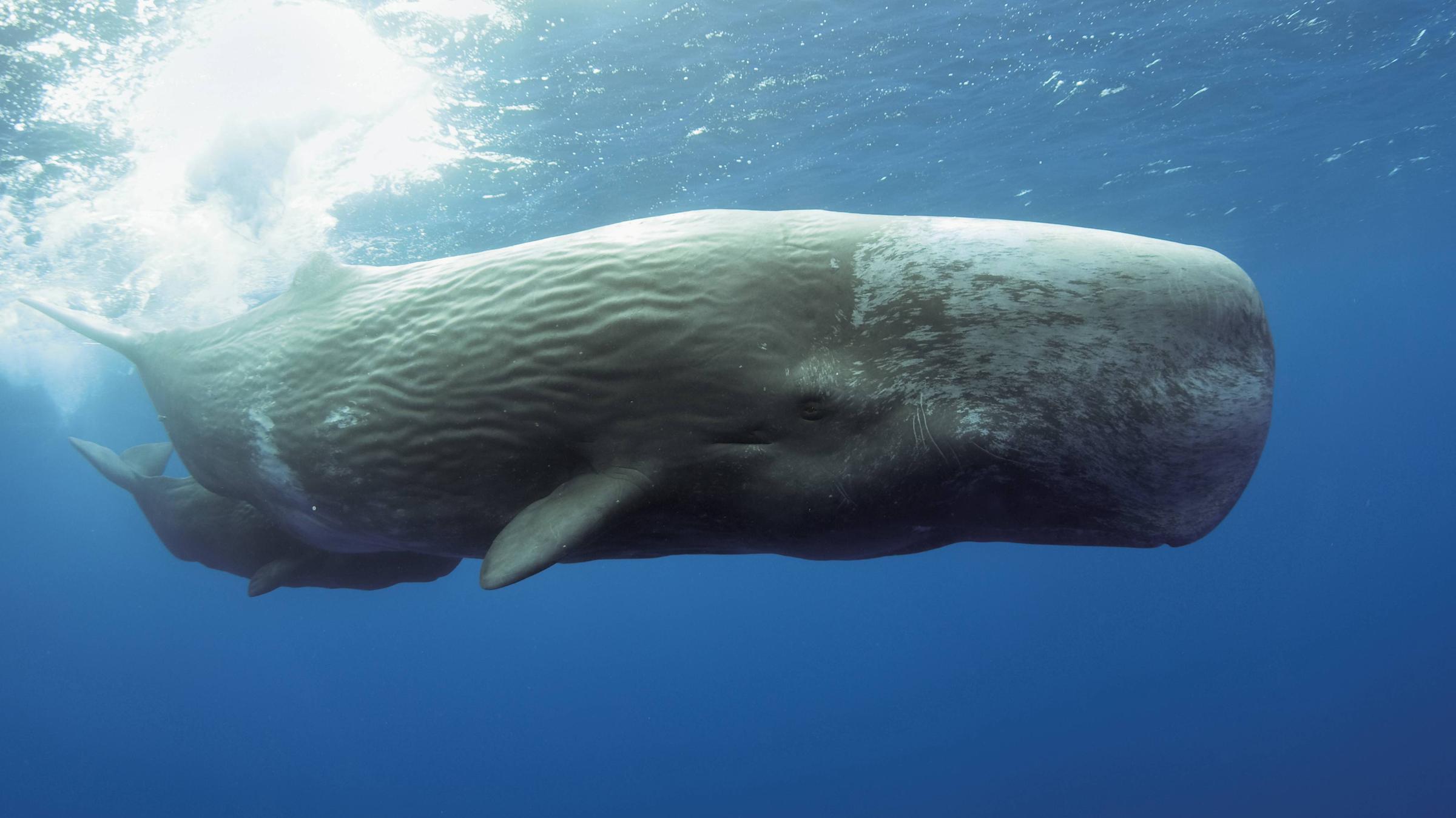 Pottwalkuh mit ihrem Kalb