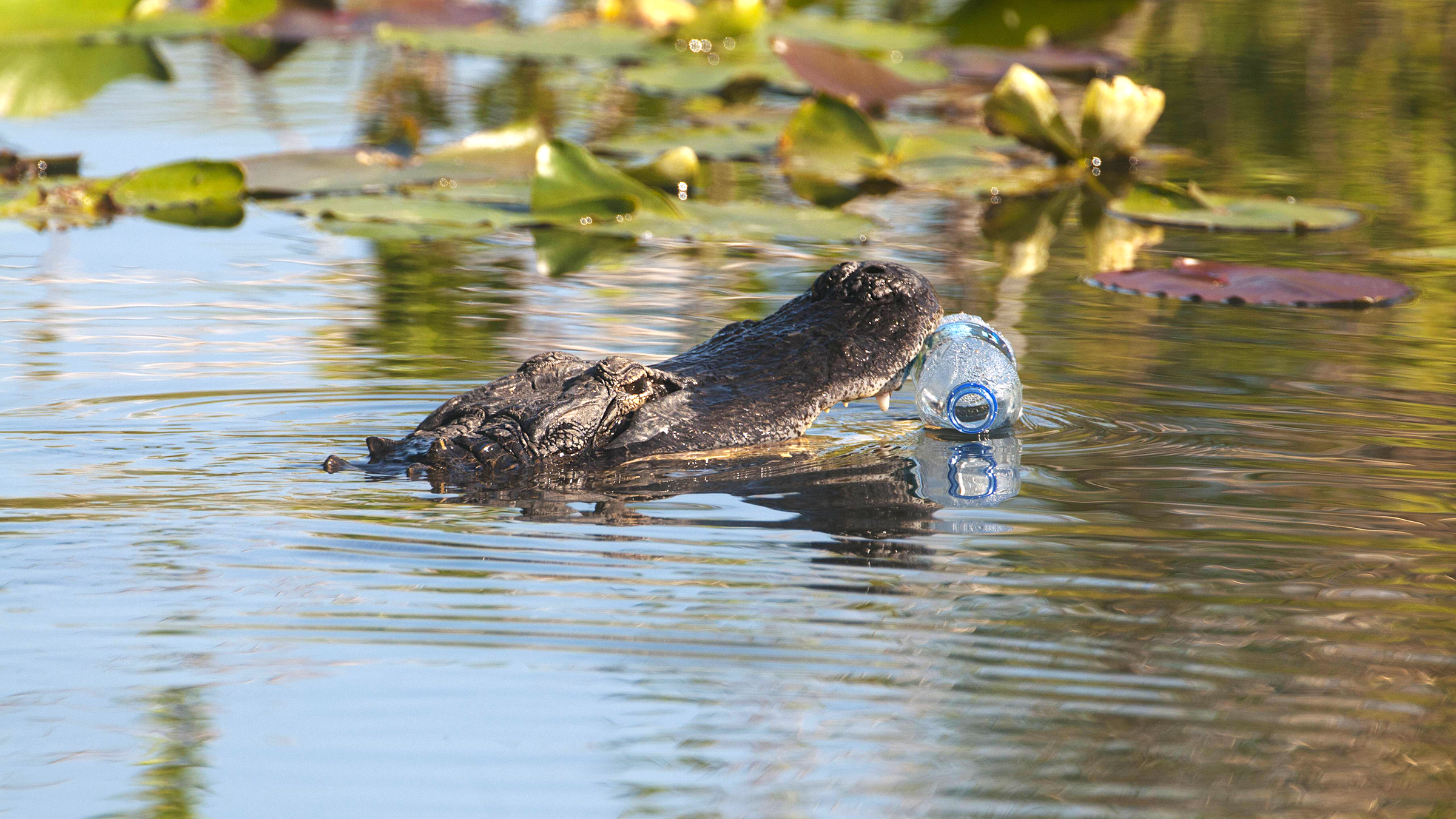 In einem Fluss schwimmt ein Alligator mit einer Plastikflasche im Mund.