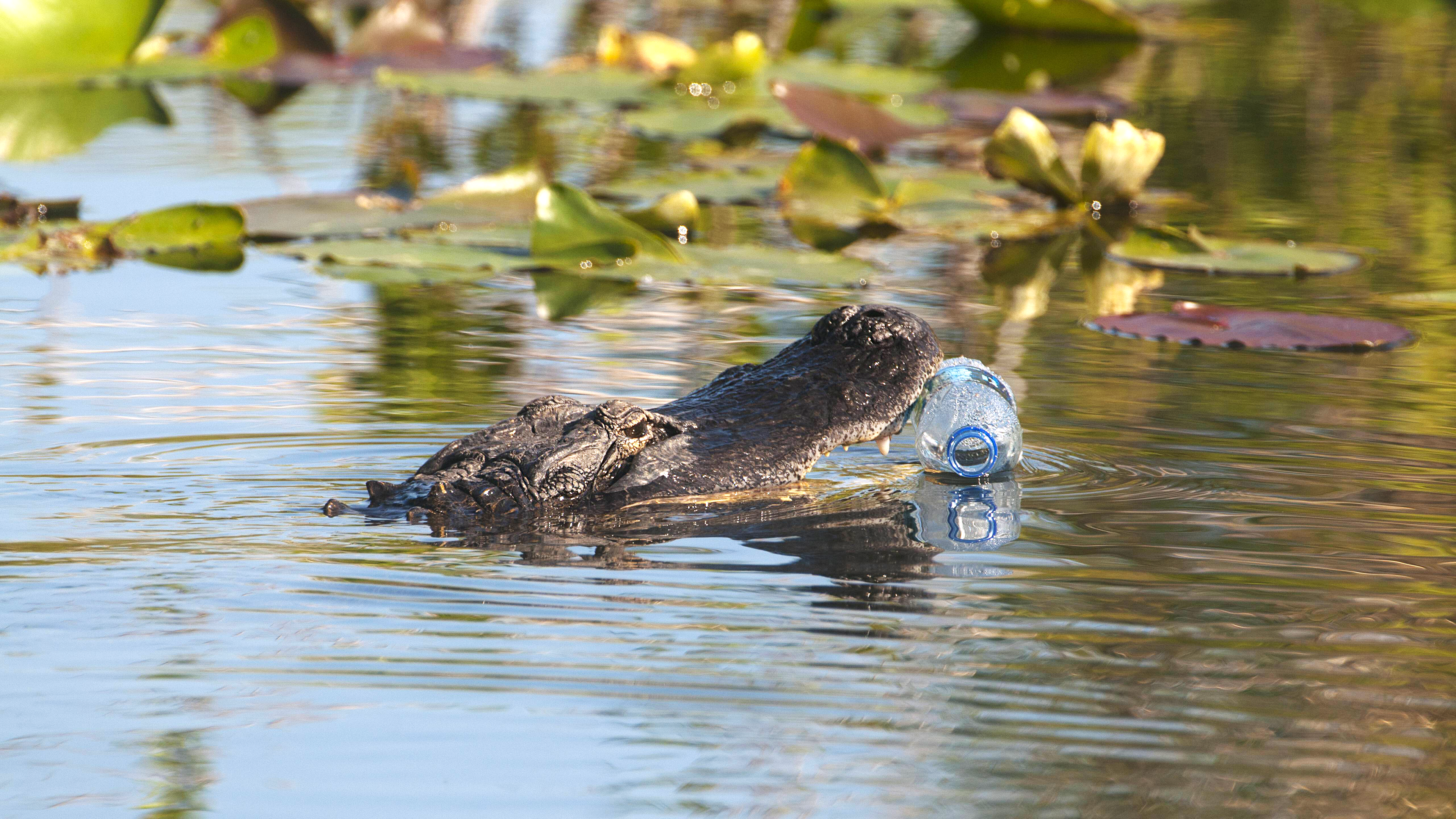 In einem Fluss schwimmt ein Alligator mit einer Plastikflasche im Mund.