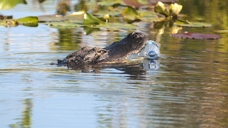 In einem Fluss schwimmt ein Alligator mit einer Plastikflasche im Mund.