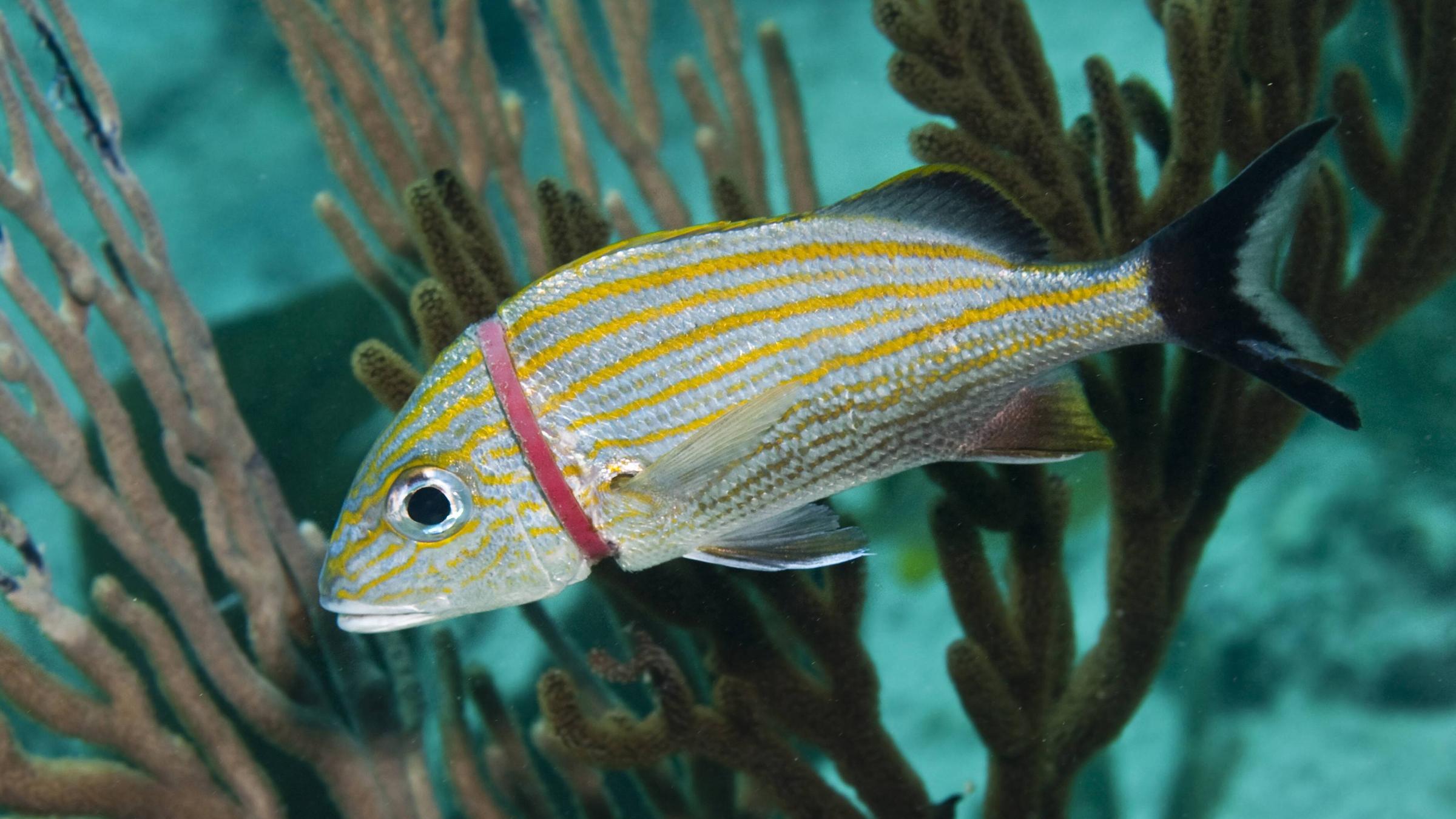 Ein Fisch wird von einem Plastikring eingeengt.