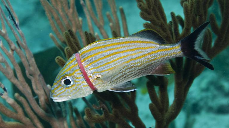 Ein Fisch wird von einem Plastikring eingeengt.