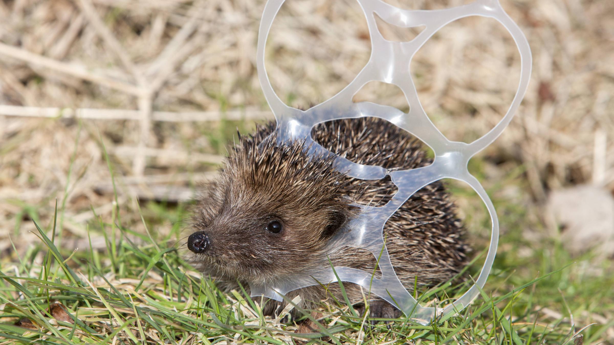 Ein Igel auf einer Wiese hat sich im Plastikband eines Six-Packs verfangen. 