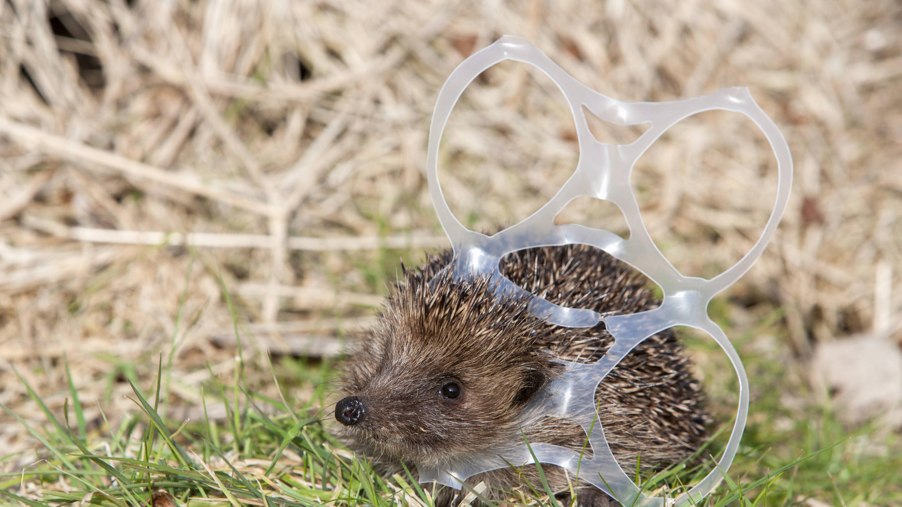 Ein Igel auf einer Wiese hat sich im Plastikband eines Six-Packs verfangen. 