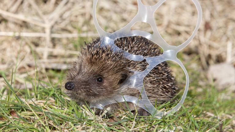 Ein Igel auf einer Wiese hat sich im Plastikband eines Six-Packs verfangen. 