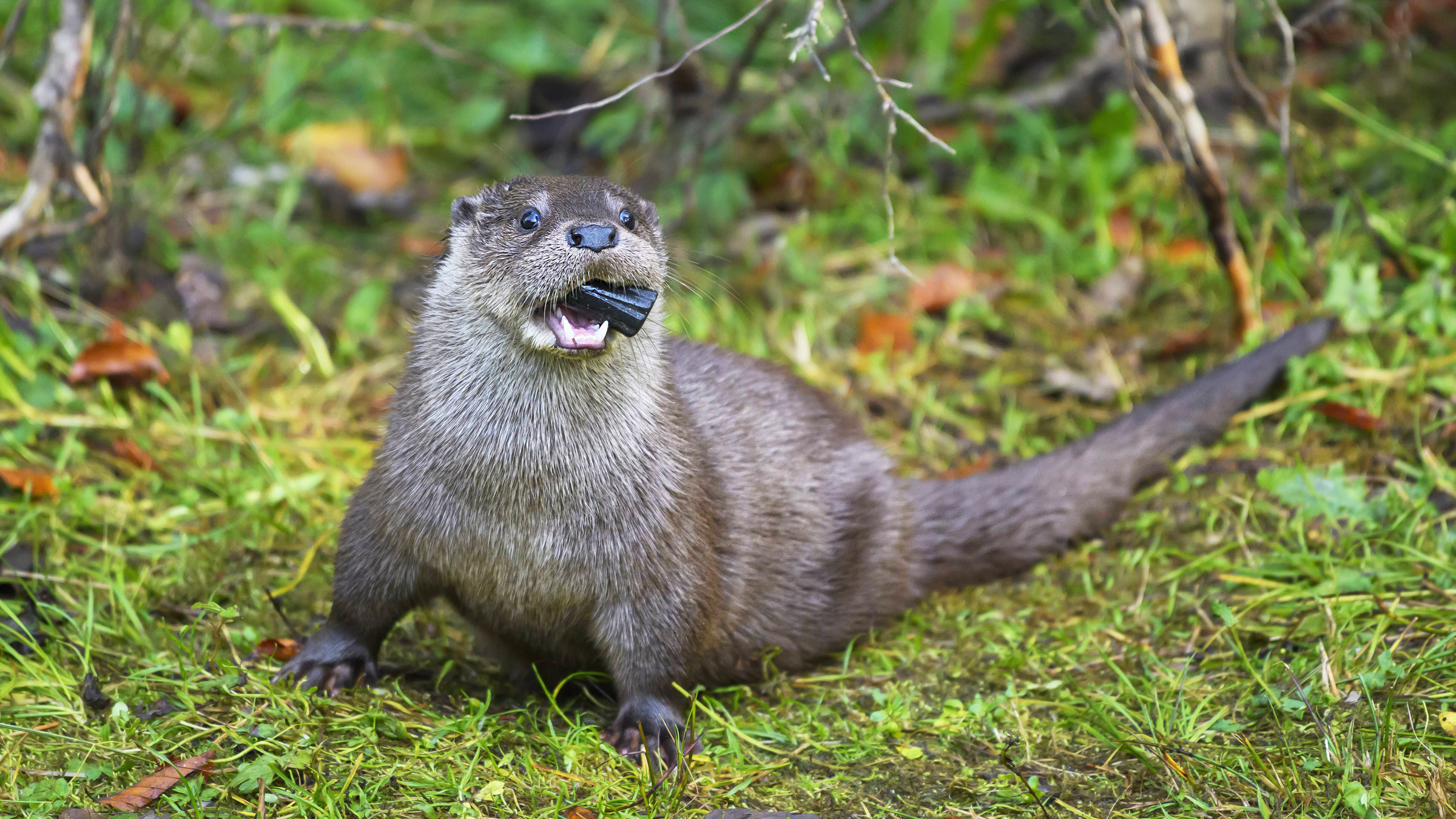Auf einer Wiese kaut ein Otter auf einem Stück Plastik. 