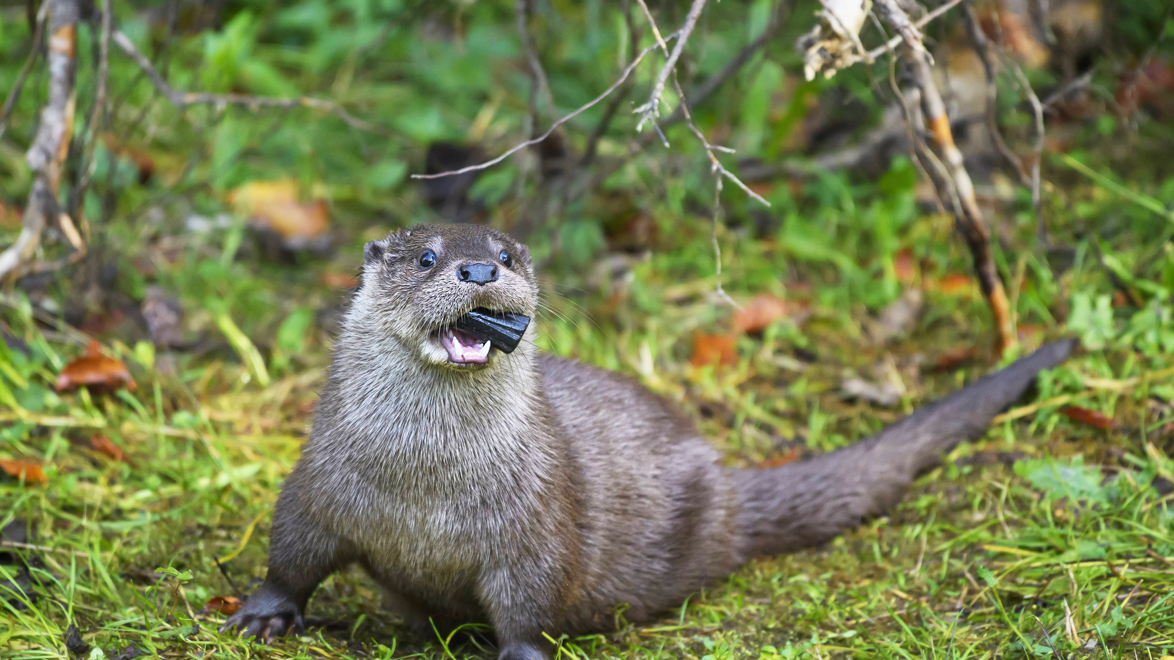 Auf einer Wiese kaut ein Otter auf einem Stück Plastik. 