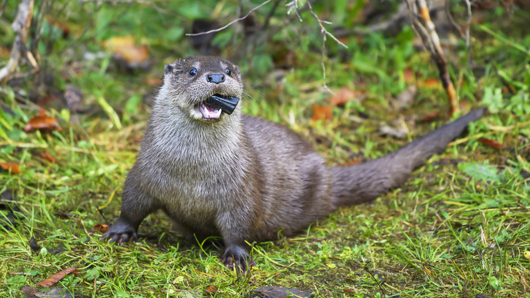 Auf einer Wiese kaut ein Otter auf einem Stück Plastik. 
