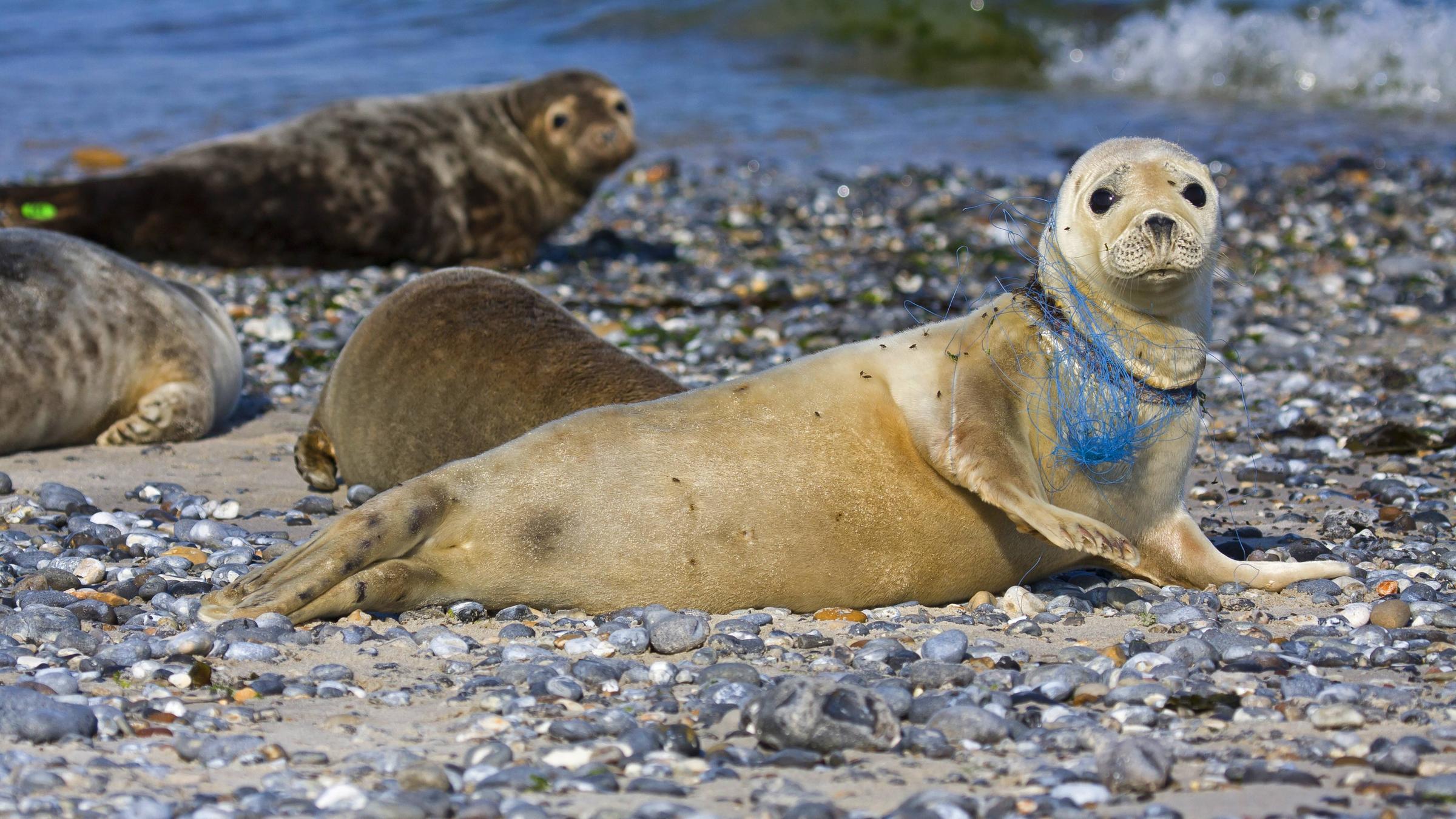 Eine Robbe liegt am Strand und hat ein Plastiknetz um den Hals.