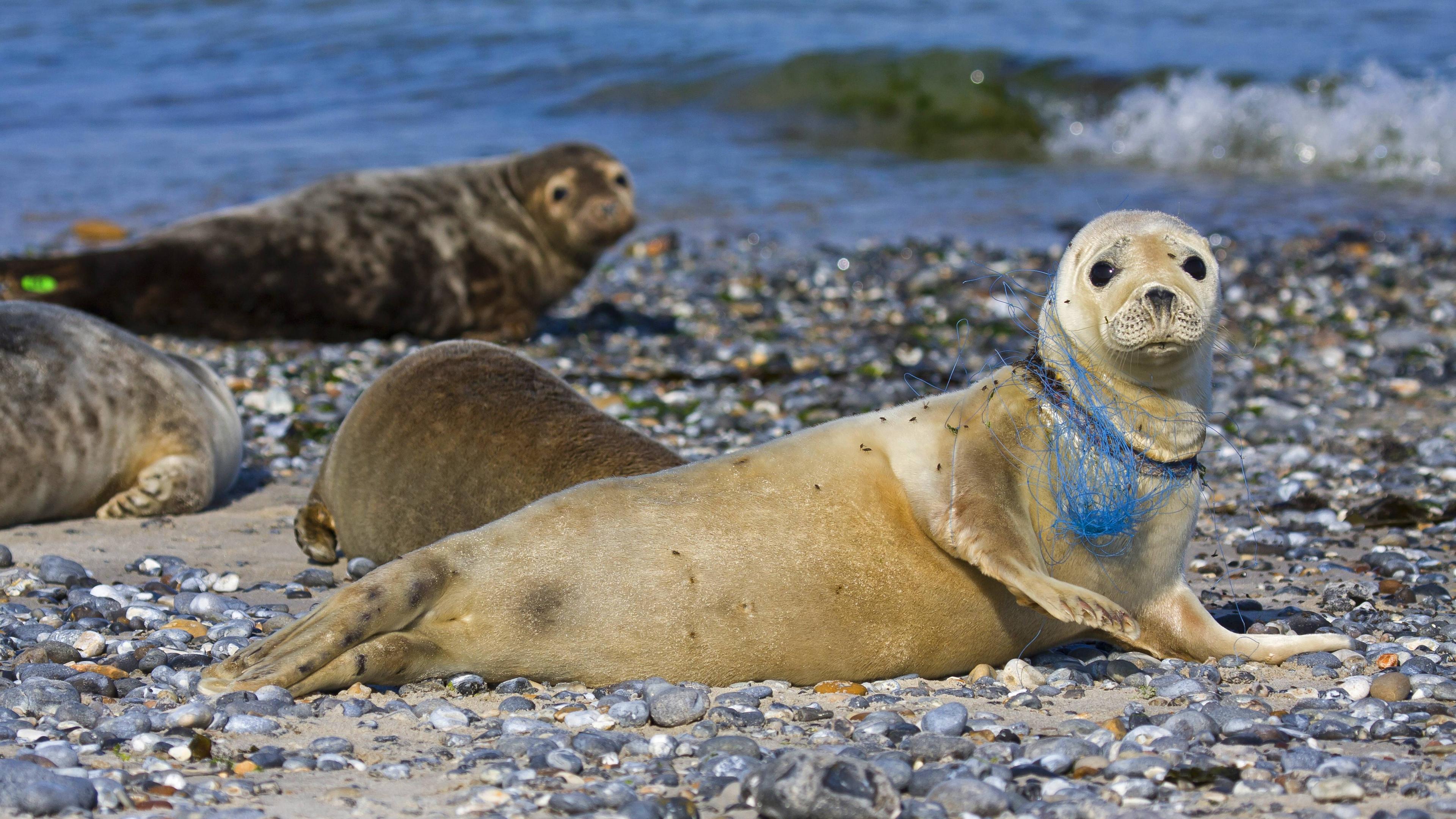 Eine Robbe liegt am Strand und hat ein Plastiknetz um den Hals.