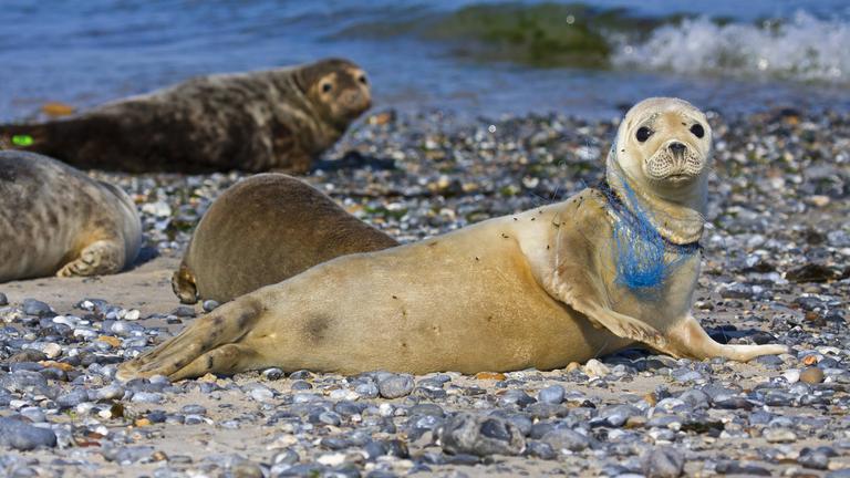 Eine Robbe liegt am Strand und hat ein Plastiknetz um den Hals.
