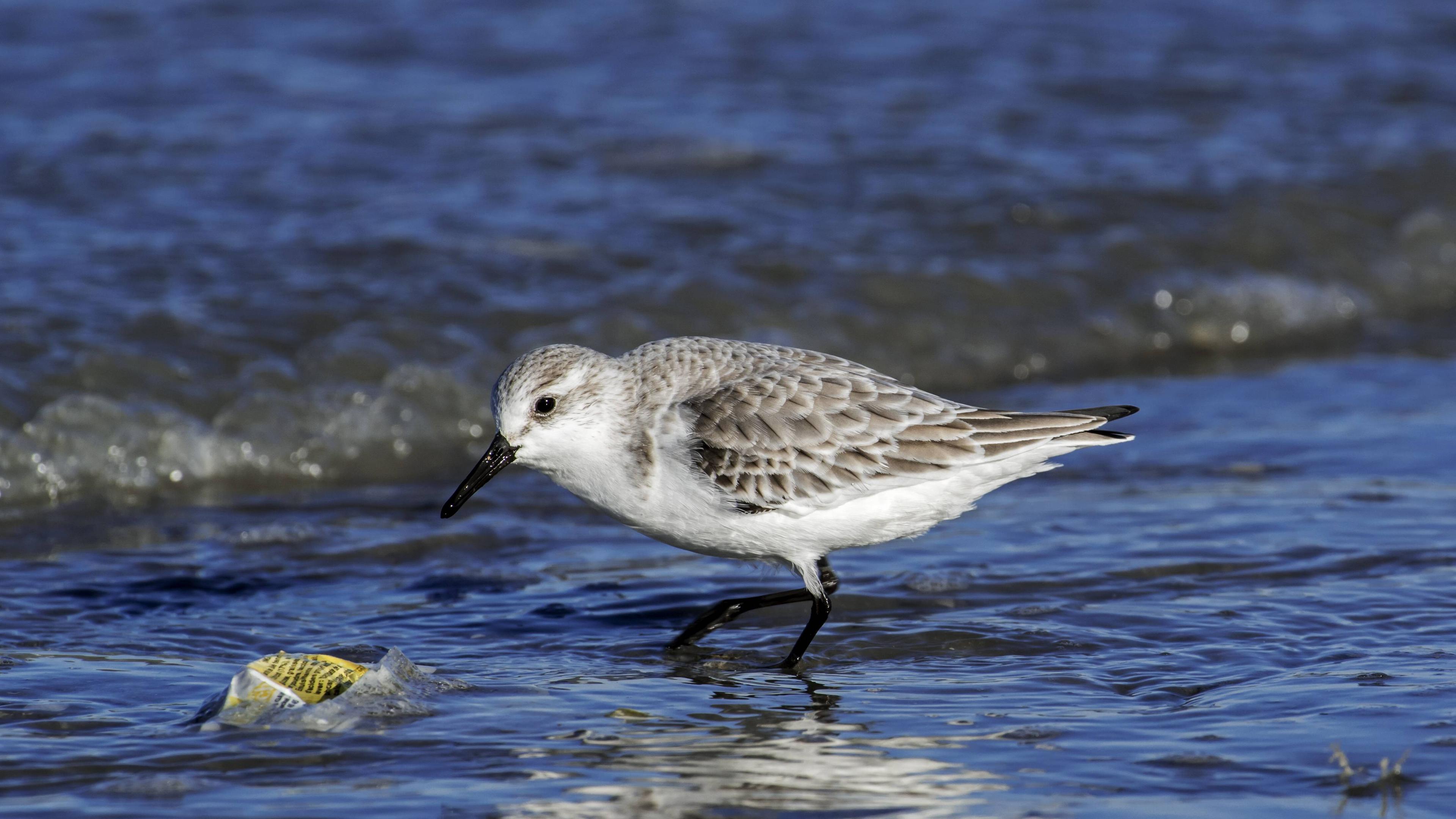 Ein Vogel steht neben Plastikmüll im Wasser. 