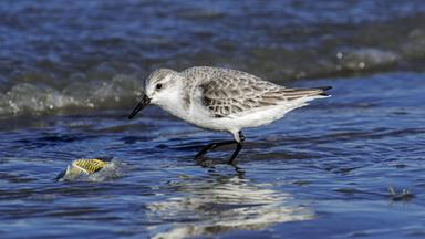 Ein Vogel steht neben Plastikmüll im Wasser. 