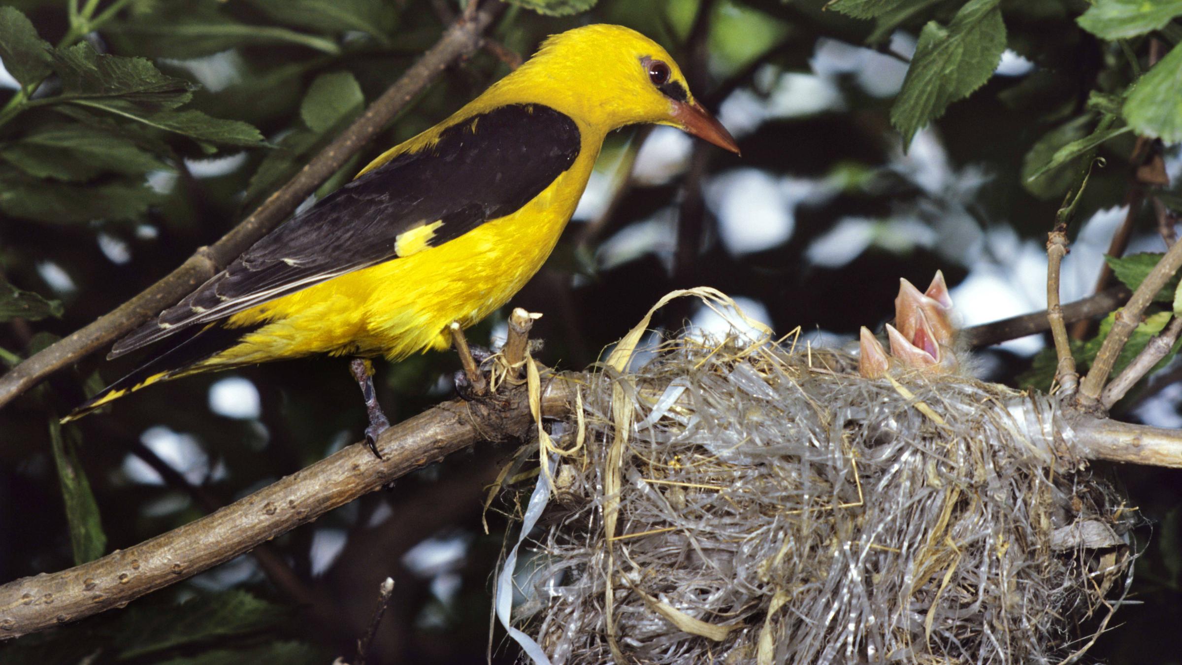 Ein Vogel sitzt vor seinem Nest in dem Plastikteile miteingebaut sind. 