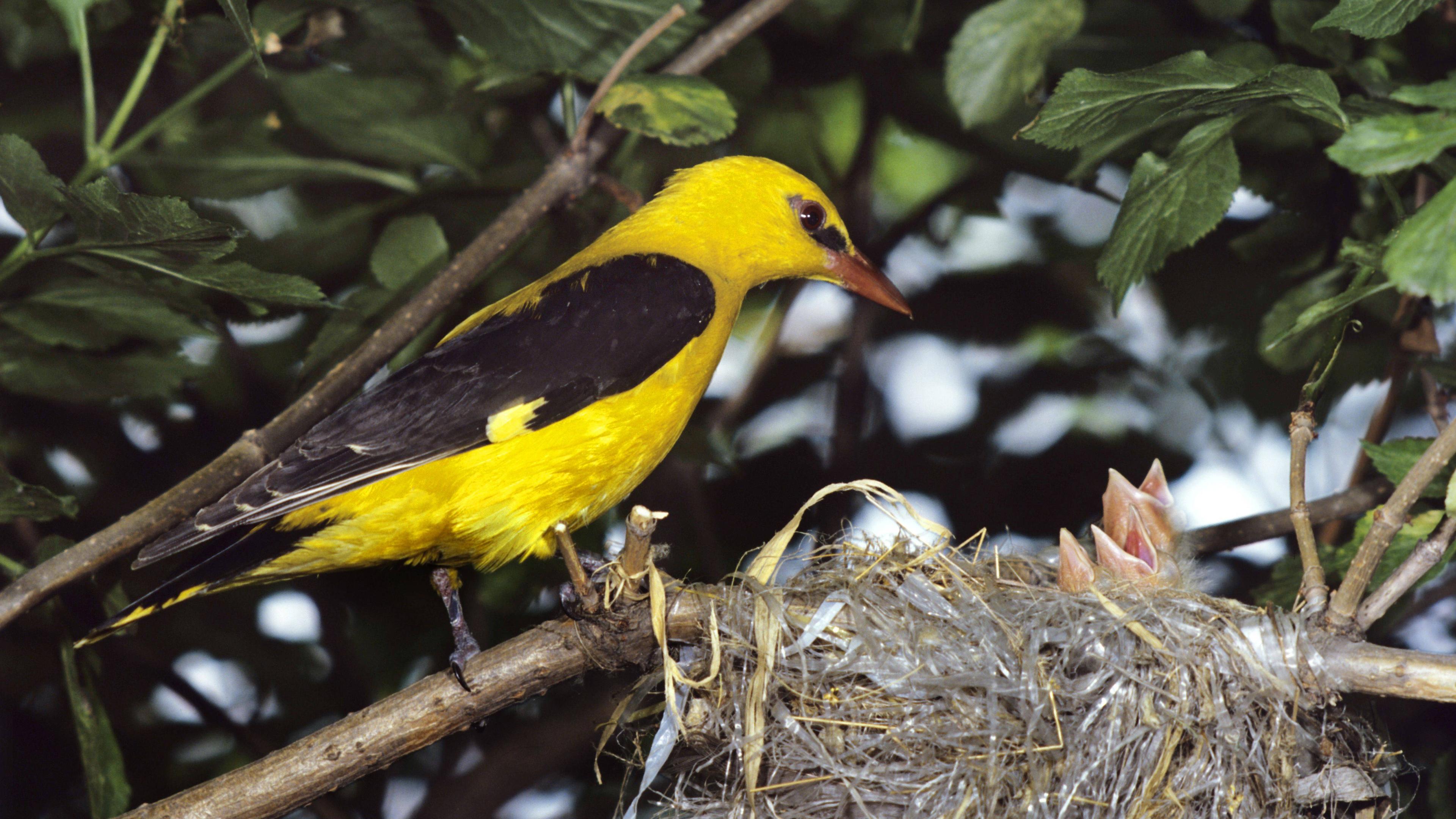 Ein Vogel sitzt vor seinem Nest in dem Plastikteile miteingebaut sind. 