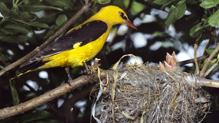 Ein Vogel sitzt vor seinem Nest in dem Plastikteile miteingebaut sind. 